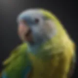 A parakeet perched on a shoulder, enjoying gentle interaction.