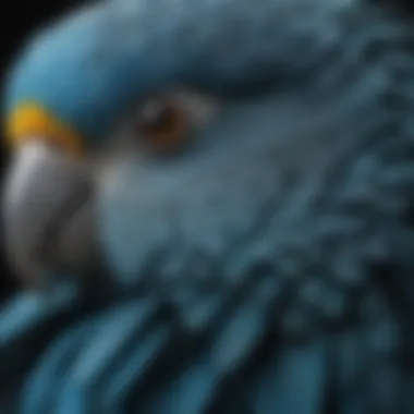 A close-up of a blue parakeet's vibrant feathers