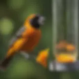 Vibrant Baltimore Oriole perched at a jelly feeder