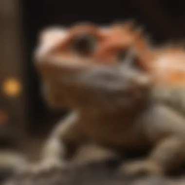 Research and Education in Bearded Dragon Care A bearded dragon enthusiast studying care guidelines and resources.