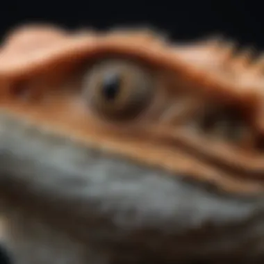 Detail of Bearded Dragon's Unique Skin Close-up of a bearded dragon's textured skin
