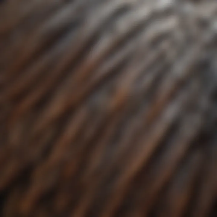 A close-up view of a bird's feathers post-bath, showcasing cleanliness