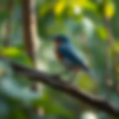Bluebird in Its Natural Habitat A vibrant bluebird perched on a branch in a lush forest setting.