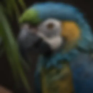 Close-up of a blue macaw showcasing its feathers