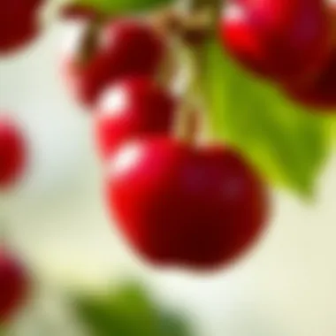 A vibrant cherry branch with ripe cherries, showcasing their natural beauty.