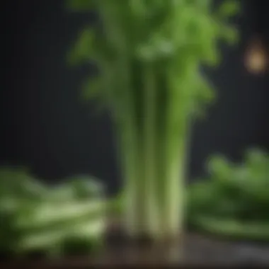 Vibrant Fresh Celery Stalks Fresh celery stalks showcasing vibrant green color