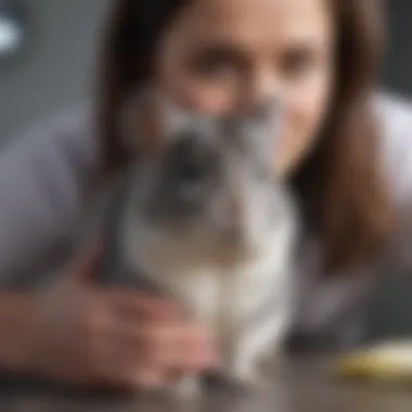 Health Care Considerations for Chinchillas Veterinarian examining a chinchilla for health check-up