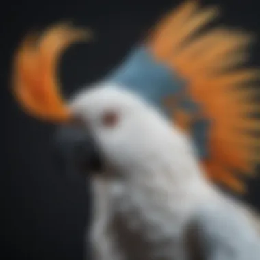 Majestic Cockatoo Showcasing its Crest An exotic cockatoo exhibiting its majestic crest, representing its unique personality.