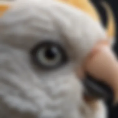 A detailed close-up of a cockatoo's striking beak and eyes