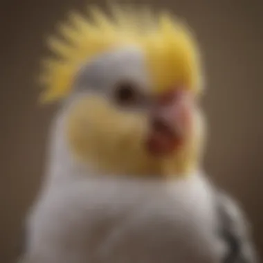 A close-up of a cockatiel displaying its unique crest and facial markings.