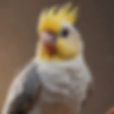Signs of a Healthy Cockatiel A healthy cockatiel perched happily on a shoulder