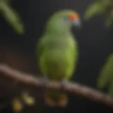 Vibrant Quaker parrot perched on a branch