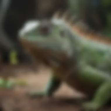 Debunking Myths: Understanding Iguana Dietary Needs Common misconceptions about iguana nutrition illustrated