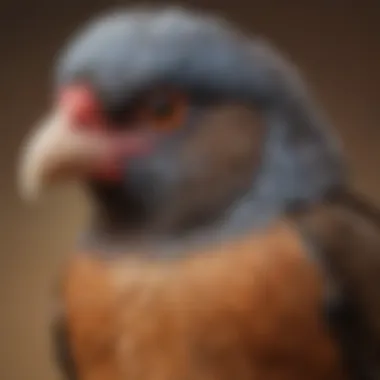 Close-up of diverse pet game bird breeds showcasing their unique features