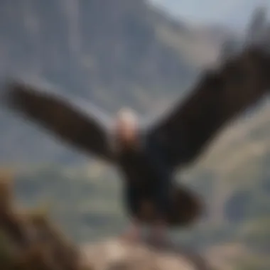 Ecological Role of the Andean Condor Illustration of Andean condor's ecological role