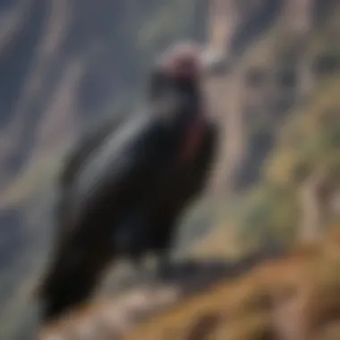 Andean Condor in Its Natural Habitat An Andean condor in the midst of its natural habitat
