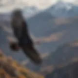 Andean condor soaring over the Andes mountains