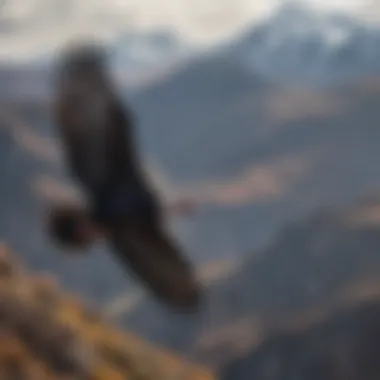 Andean condor soaring over the Andes mountains