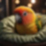 Cozy conure bed with soft bedding