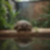 Spacious tortoise enclosure with plants and a water feature