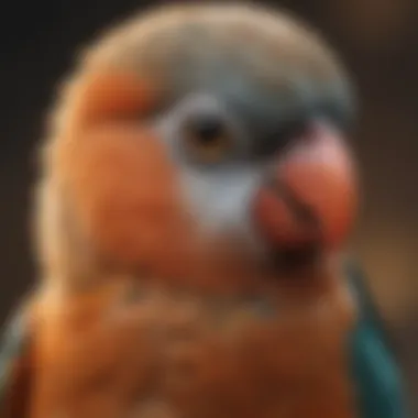 A close-up of a love bird with an expressive gaze, reflecting its unique personality