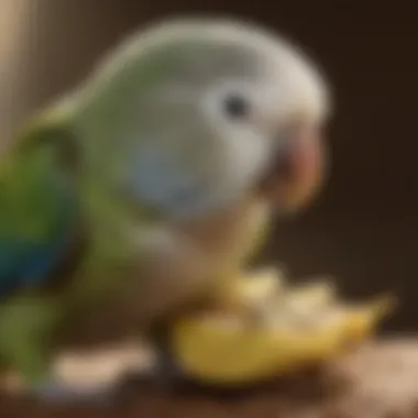 Close-up of a parakeet enjoying cuttlebone