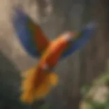 A colorful parrot soaring through the air in a natural setting.