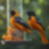 Brightly colored oriole perched on a feeder