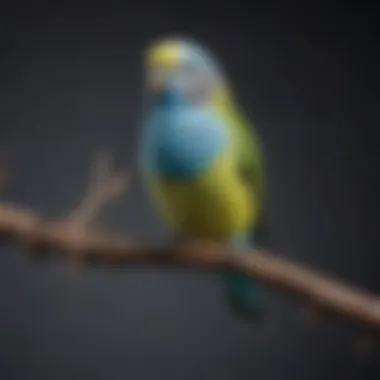 Colorful Budgerigar: A Popular Talking Bird Colorful Budgerigar perched on a branch