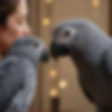 Close-up of an African Gray bird interacting with its owner, illustrating the bond between them.