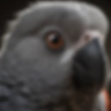 A close-up of an African Grey's expressive eyes, reflecting its intelligence and personality.