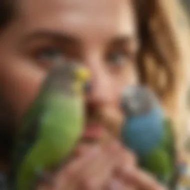 A close-up of a budgerigar interacting with its owner, displaying a bond.