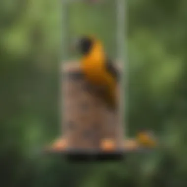 An array of different types of Baltimore Oriole feeders designed for optimal attraction