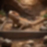 Bearded dragon exploring a well-structured dig box filled with substrates