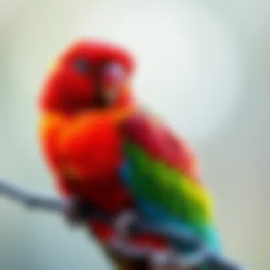 Close-up of a Colorful Bird A close-up of a colorful bird perched on a branch