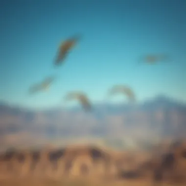 Migrating Birds Over Southern Nevada Birds migrating over scenic Southern Nevada terrain