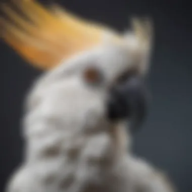 Close-up of an exotic cockatoo with an impressive crest