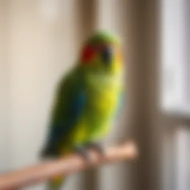 Suitable Parrot Species for Heated Perches A selection of suitable parrot species for heated perches