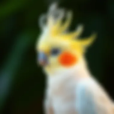 A cockatiel displaying its crest