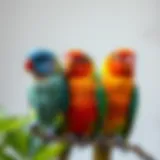 Colorful parakeets perched together