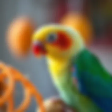 A playful lovebird interacting with a toy