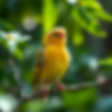 A serene canary in a lush environment