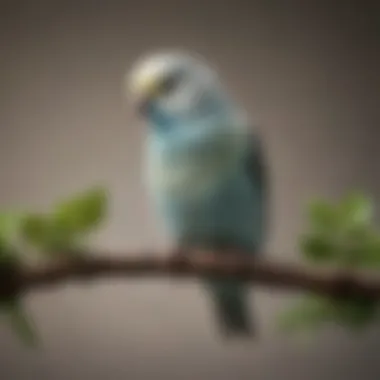 Close-up of a budgerigar perched silently on a branch