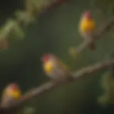 A colorful assortment of finches perched on branches in a vibrant habitat