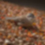 A vibrant display of various shell-less bird seeds in a natural setting