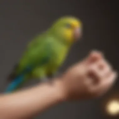 An online platform displaying parakeet adoption options