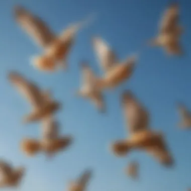 Flock of Larks in Flight A flock of Larks soaring in a clear blue sky