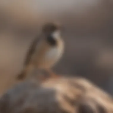 Lesser Short-toed Lark Close-Up A close-up of a Lesser Short-toed Lark perched on a rock