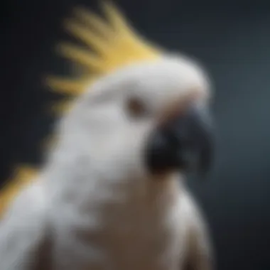 An exotic cockatoo displaying its striking crest in a playful pose.