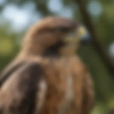 A close-up of a hawk perched on a branch, highlighting its sharp talons and keen gaze.